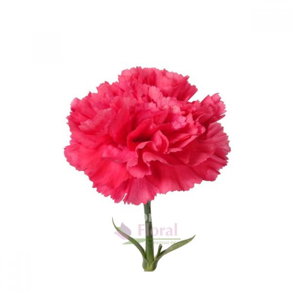 Carnation Hot Pink - Select 25 stems in a bunch 