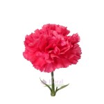 Carnation Hot Pink - Select 25 stems in a bunch 