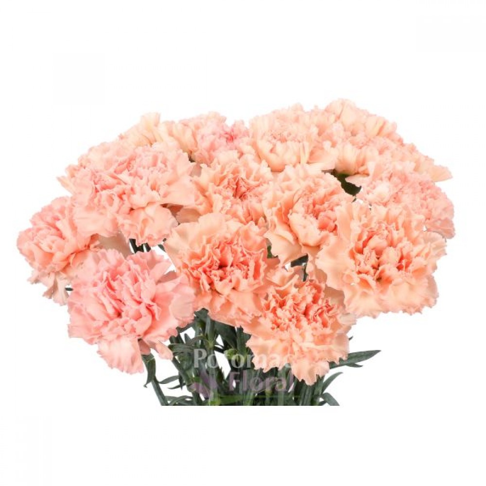 Carnation Light Peach - Select Grade 25 stems in a bunch 