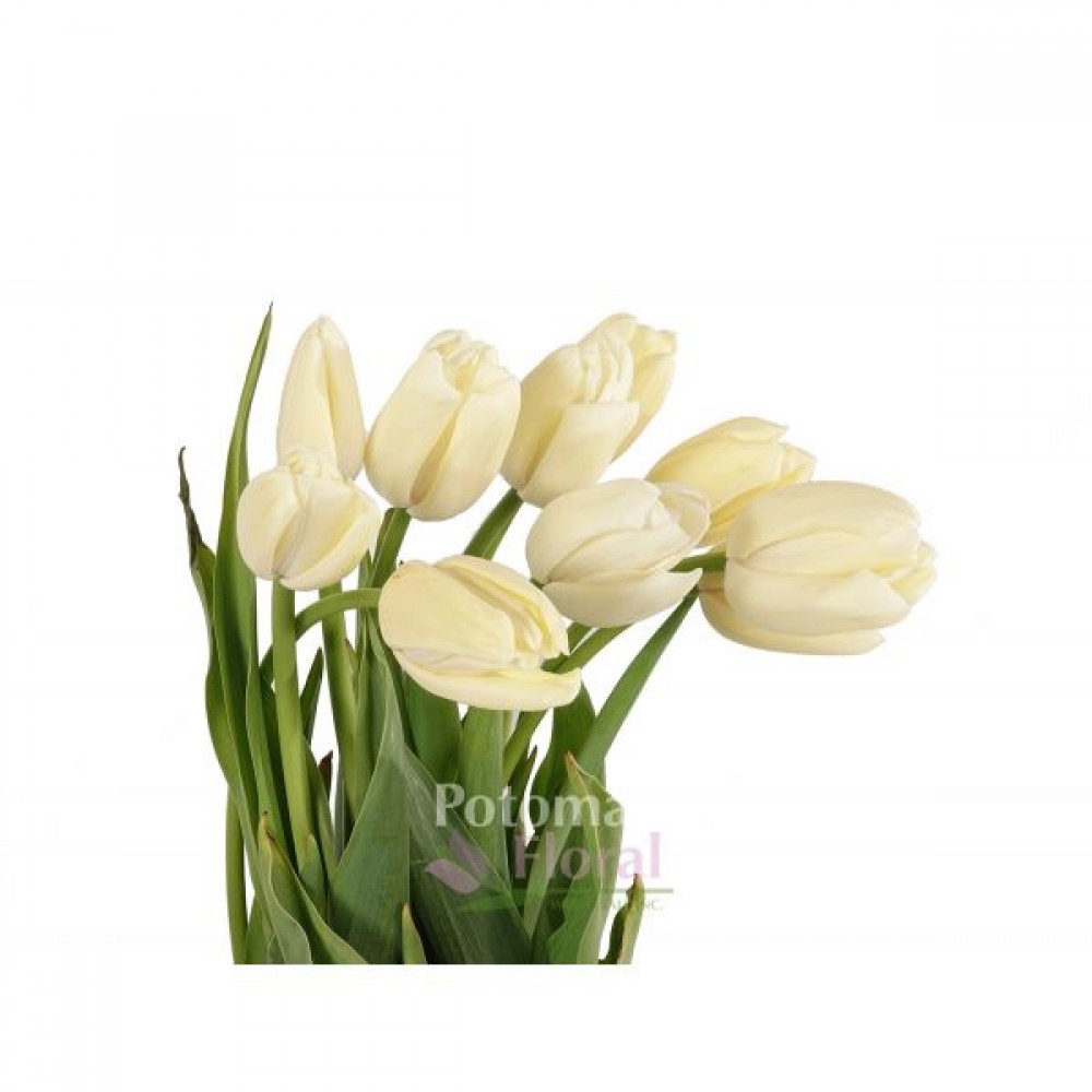 French Tulip White 10 stems in a bunch 