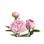 Peony Light Pink 10 stems in a bunch 