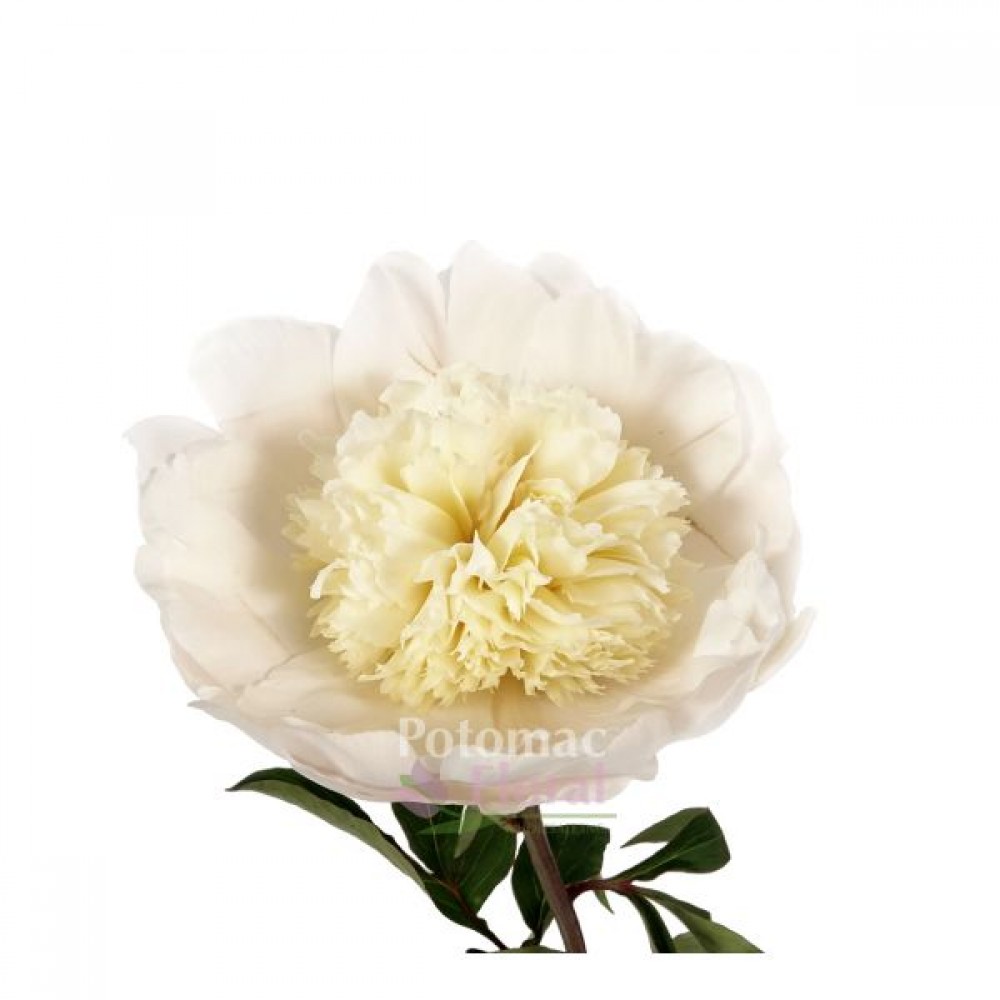 Peony Pure White 10 stems in a bunch 