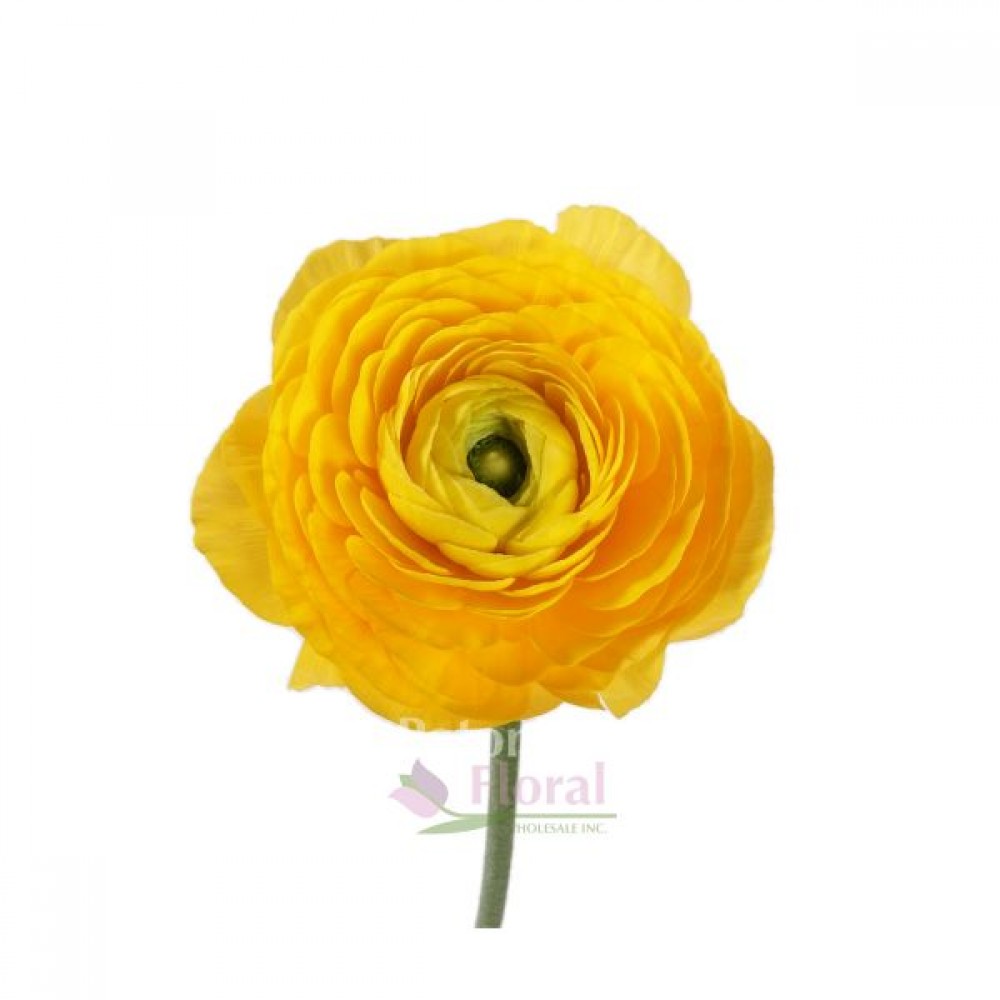 Ranuculus Yellow 10 stems in a bunch