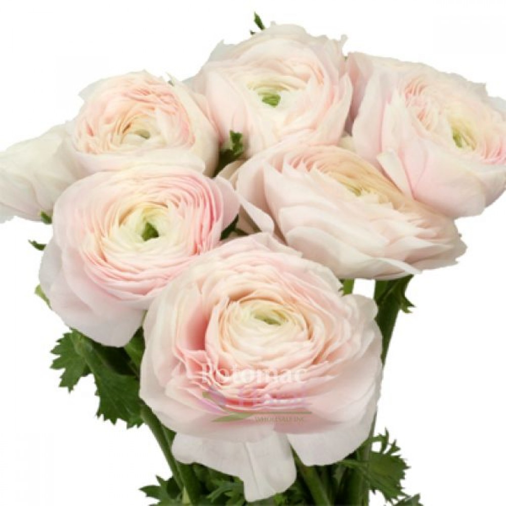 Ranunculus Super Cloni Blush Pink 10 stems in a bunch 